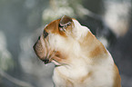 Englische Bulldogge Portrait