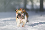 rennende Englische Bulldogge