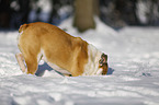 Englische Bulldogge im Schnee