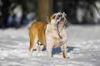 Englische Bulldogge steht im Schnee