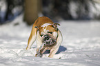 Englische Bulldogge im Schnee