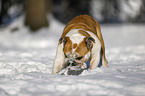 Englische Bulldogge im Schnee