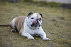liegende Englische Bulldogge