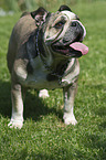 stehende Englische Bulldogge