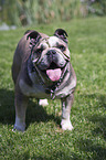stehende Englische Bulldogge