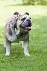stehende Englische Bulldogge