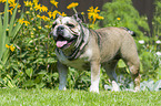 stehende Englische Bulldogge