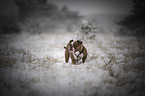 Englische Bulldogge im Schnee