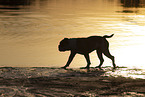 Englische Bulldogge