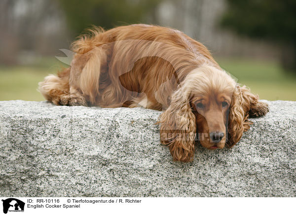 English Cocker Spaniel / English Cocker Spaniel / RR-10116