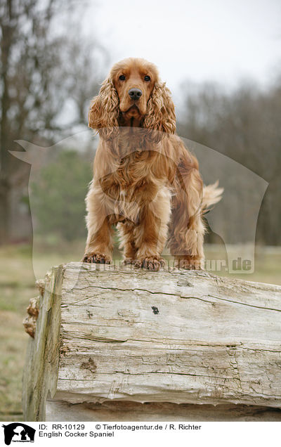 English Cocker Spaniel / RR-10129