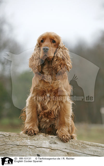 English Cocker Spaniel / English Cocker Spaniel / RR-10131