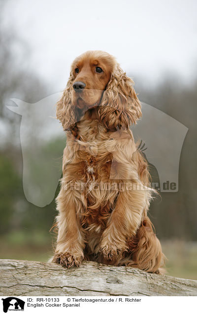 English Cocker Spaniel / English Cocker Spaniel / RR-10133