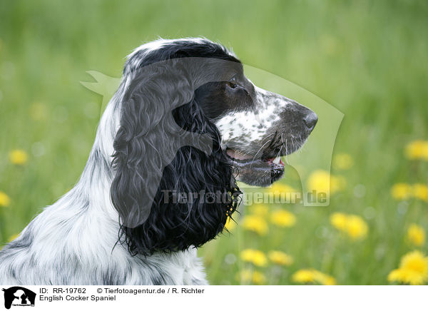 English Cocker Spaniel / English Cocker Spaniel / RR-19762
