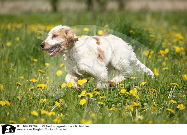 rennender English Cocker Spaniel / running English Cocker Spaniel / RR-19764