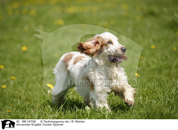 rennender English Cocker Spaniel / running English Cocker Spaniel / RR-19766