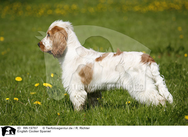 English Cocker Spaniel / English Cocker Spaniel / RR-19767