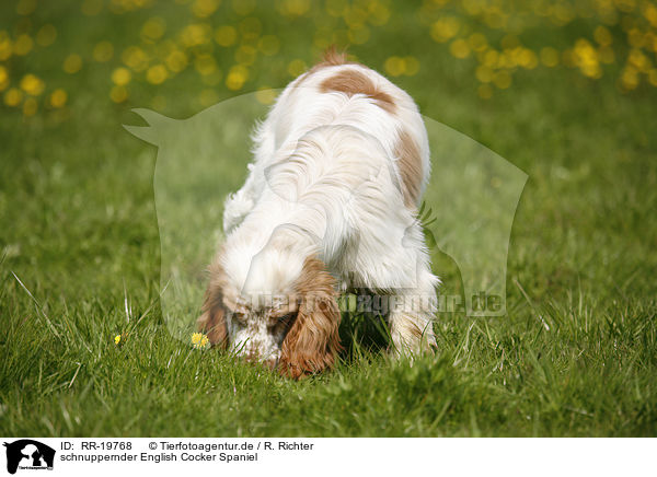 schnuppernder English Cocker Spaniel / snuffling English Cocker Spaniel / RR-19768