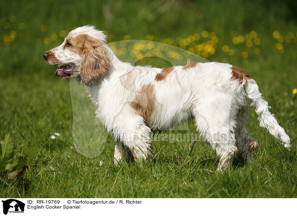 English Cocker Spaniel / English Cocker Spaniel / RR-19769
