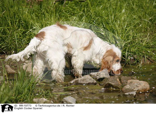 English Cocker Spaniel / English Cocker Spaniel / RR-19773