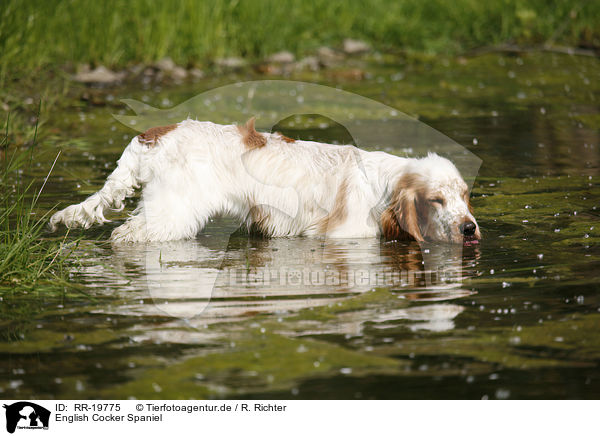 English Cocker Spaniel / English Cocker Spaniel / RR-19775