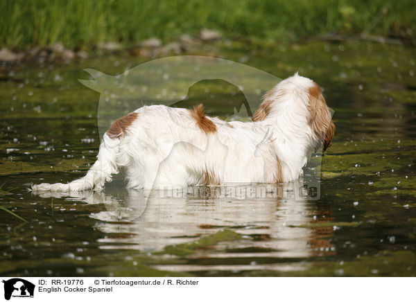 English Cocker Spaniel / English Cocker Spaniel / RR-19776