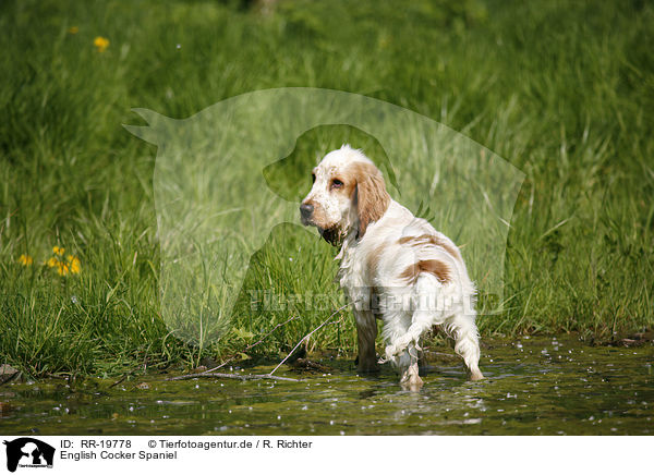 English Cocker Spaniel / English Cocker Spaniel / RR-19778