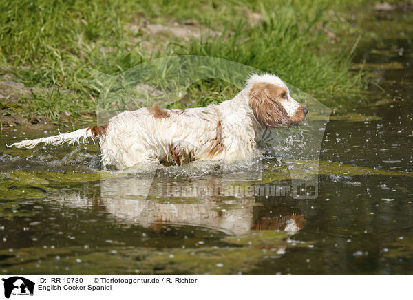 English Cocker Spaniel / English Cocker Spaniel / RR-19780