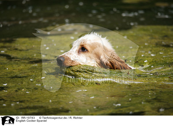 English Cocker Spaniel / English Cocker Spaniel / RR-19783