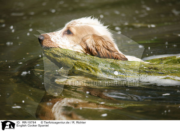 English Cocker Spaniel / English Cocker Spaniel / RR-19784