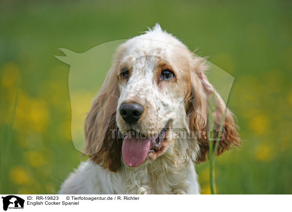 English Cocker Spaniel / English Cocker Spaniel / RR-19823