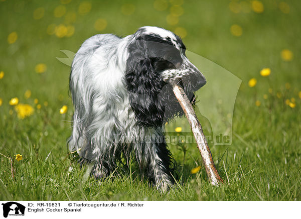 English Cocker Spaniel / RR-19831