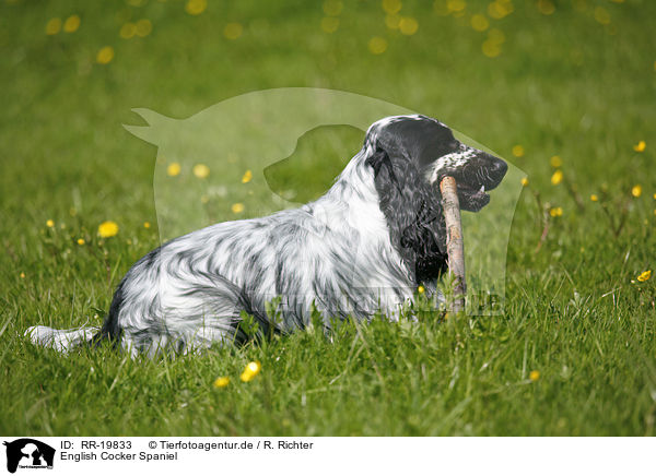 English Cocker Spaniel / RR-19833