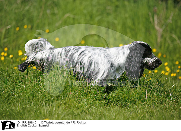 English Cocker Spaniel / English Cocker Spaniel / RR-19846