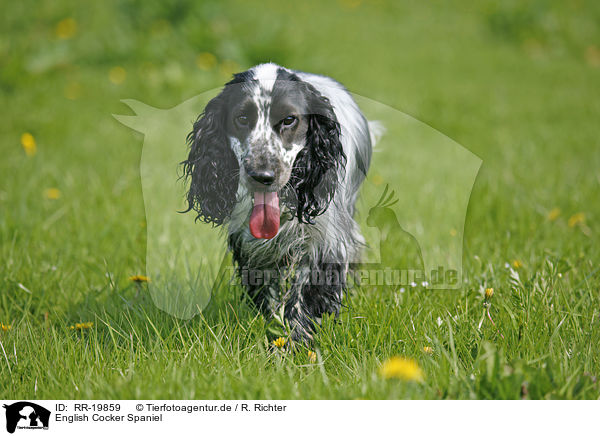 English Cocker Spaniel / English Cocker Spaniel / RR-19859