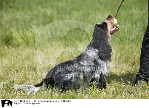 English Cocker Spaniel / English Cocker Spaniel / RR-26076