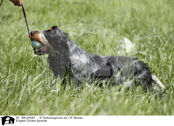 English Cocker Spaniel / English Cocker Spaniel / RR-26085