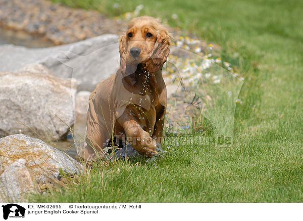 junger English Cocker Spaniel / young English Cocker Spaniel / MR-02695