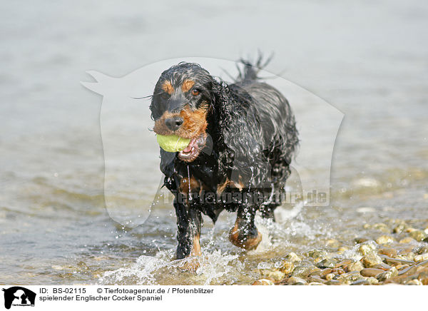 spielender Englischer Cocker Spaniel / playing English Cocker Spaniel / BS-02115