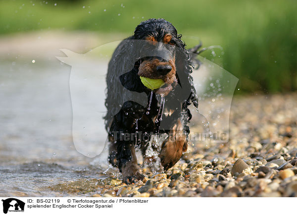 spielender Englischer Cocker Spaniel / playing English Cocker Spaniel / BS-02119