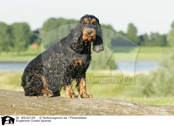 Englischer Cocker Spaniel / English Cocker Spaniel / BS-02139