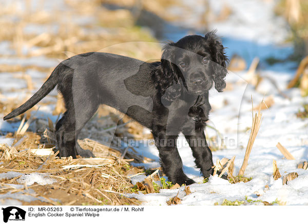 English Cocker Spaniel Welpe / MR-05263