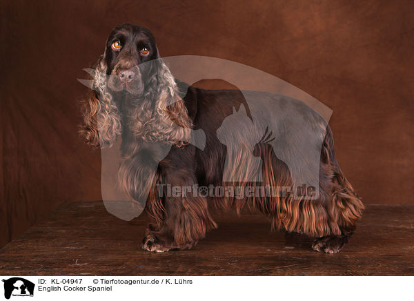English Cocker Spaniel / English Cocker Spaniel / KL-04947