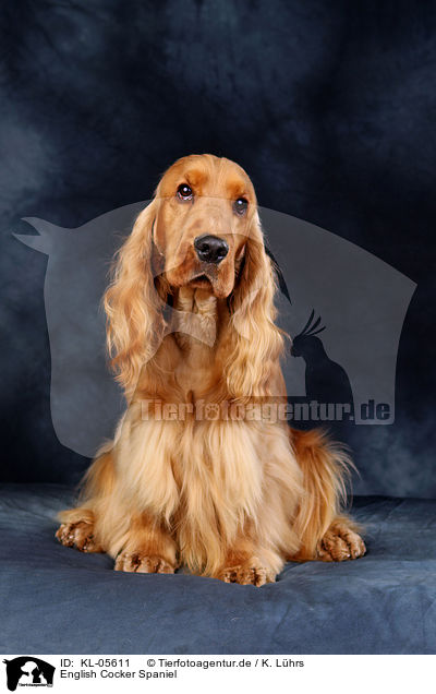 English Cocker Spaniel / English Cocker Spaniel / KL-05611