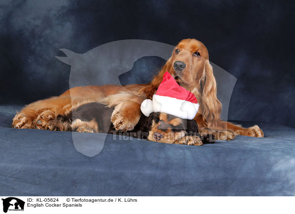 English Cocker Spaniels / English Cocker Spaniels / KL-05624