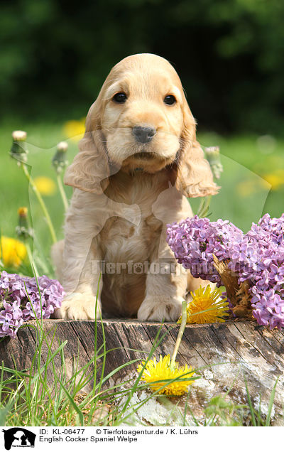 English Cocker Spaniel Welpe / KL-06477