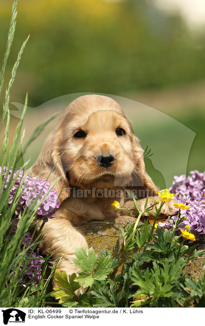 English Cocker Spaniel Welpe / KL-06499