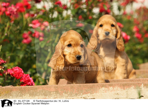 English Cocker Spaniel Welpen / KL-07128