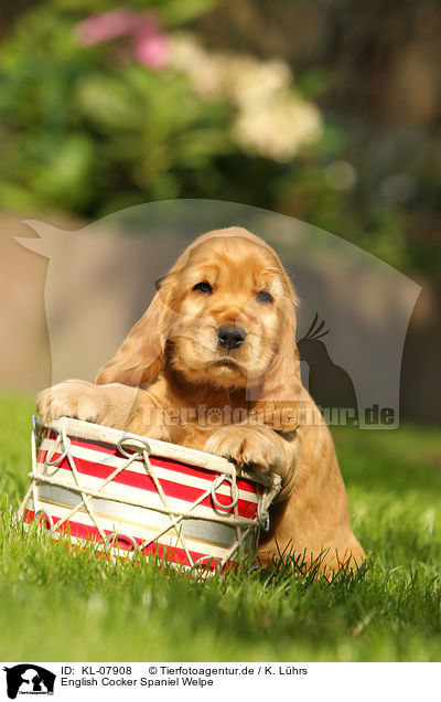 English Cocker Spaniel Welpe / English Cocker Spaniel Puppy / KL-07908