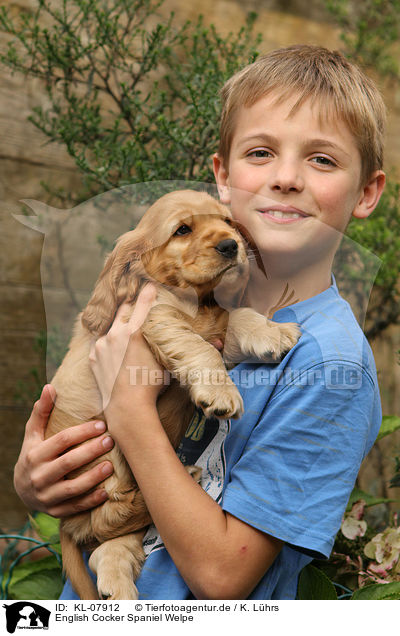 English Cocker Spaniel Welpe / English Cocker Spaniel Puppy / KL-07912